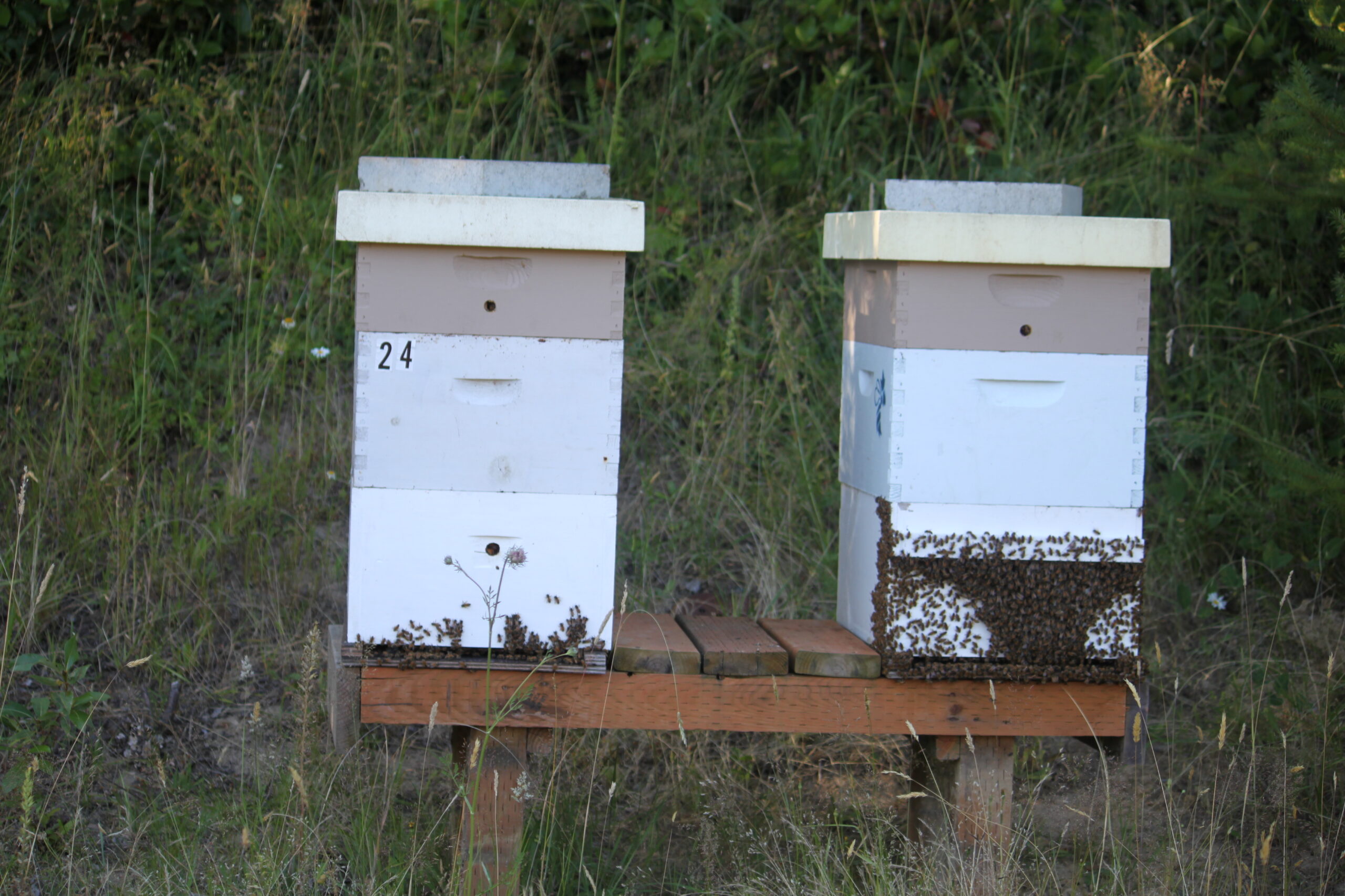 Beekeeping Services Onsite Beekeeping Consultant
