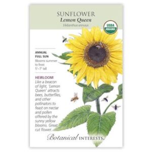 Lemon Queen Sunflower Seeds ORG, Heirloom
