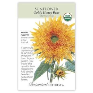 Goldy Honey Bear Sunflower Seeds ORG