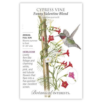 Cypress Vine Funny Valentine Blend