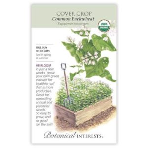 Cover Crop Common Buckwheat ORG