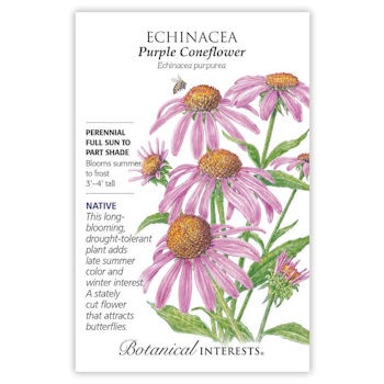 Enchinacea Purple Coneflower