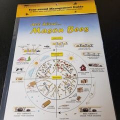 Mason Bee lifecycle poster