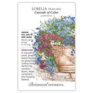 Lobelia trailing Cascade of Color