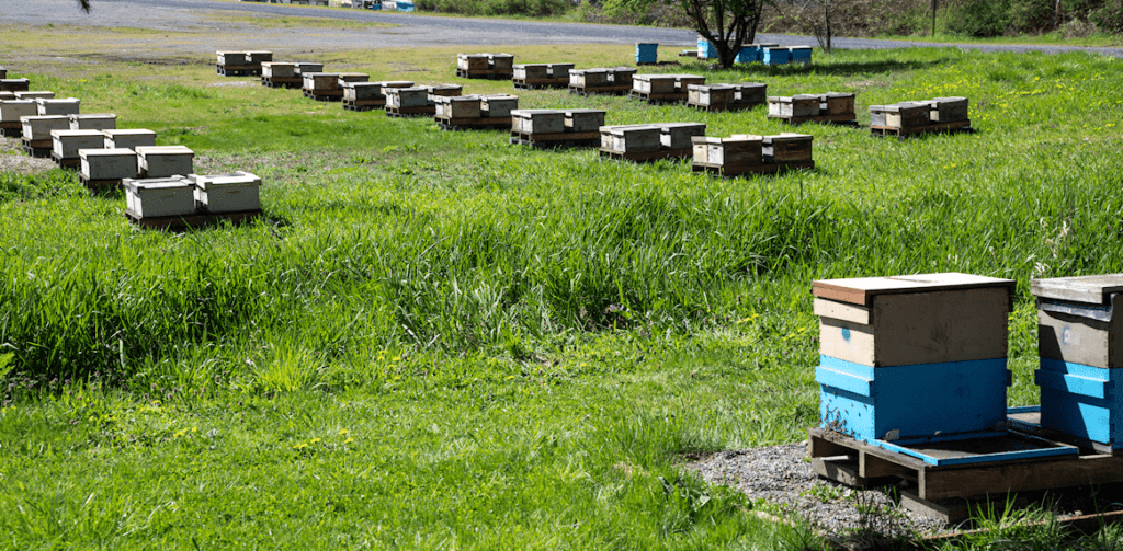 Beekeeping setup with hives in a sunny field