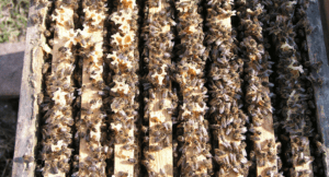 Bees on honeycomb frames