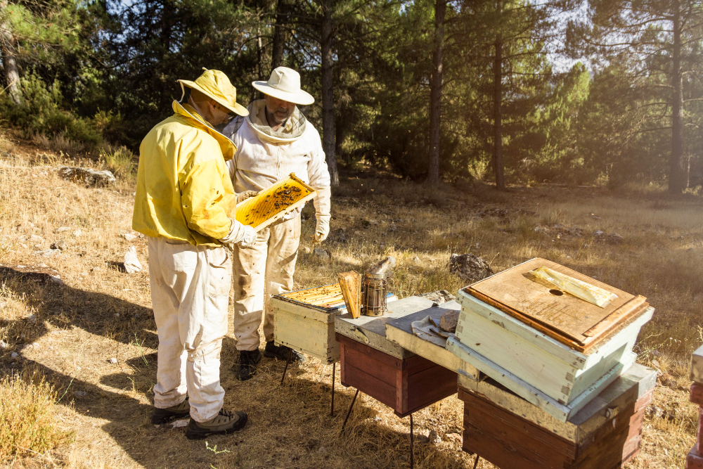 Beekeepers examining a honeycomb frame