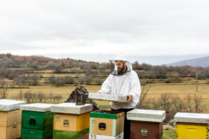 Beekeeper inspecting hives outdoors